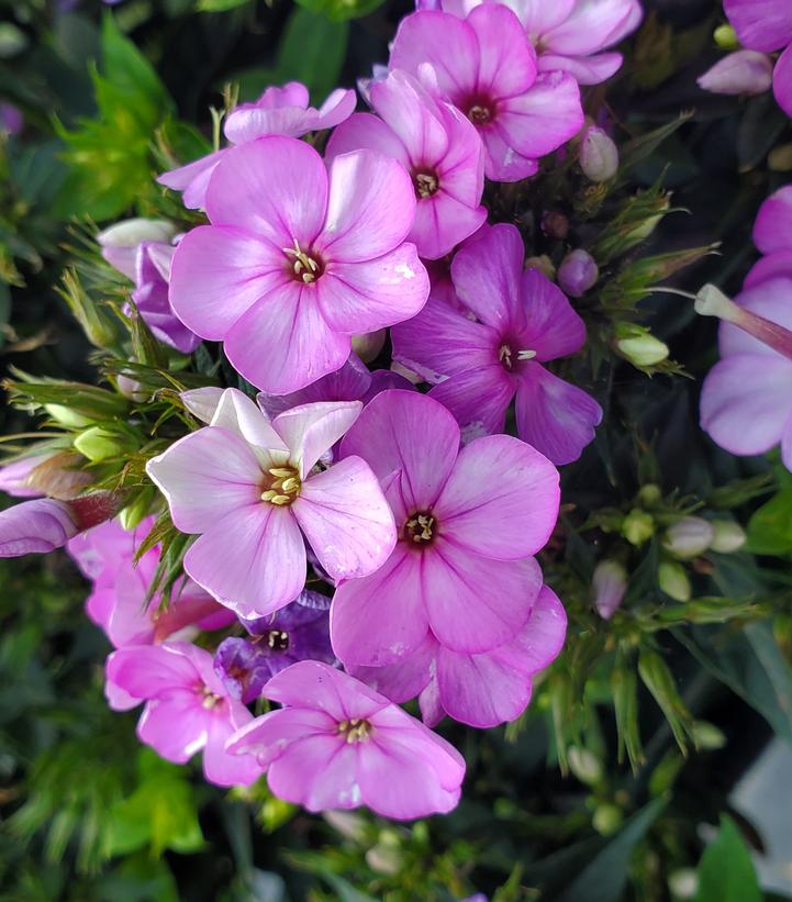 Phlox Volcano® Plum with White Eye