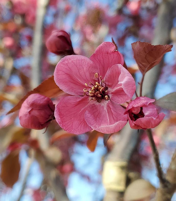 Malus 'Perfect Purple'