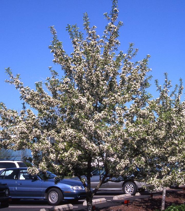 Malus x Red Jewel™