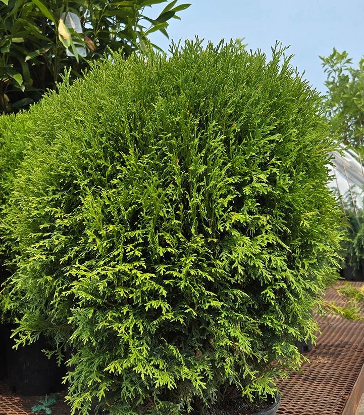 Thuja occidentalis 'Little Giant'