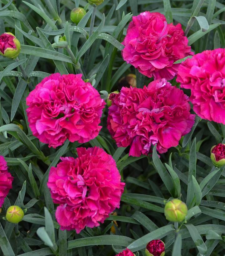 Dianthus Fruit Punch® 'Funky Fuchsia'