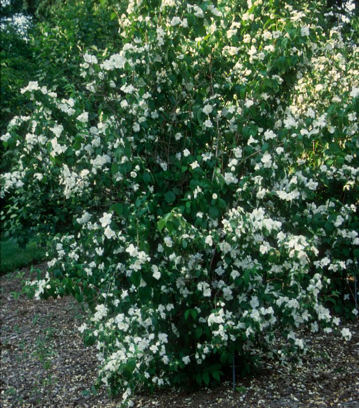 Philadelphus x virginalis 'Minnesota Snowflake'