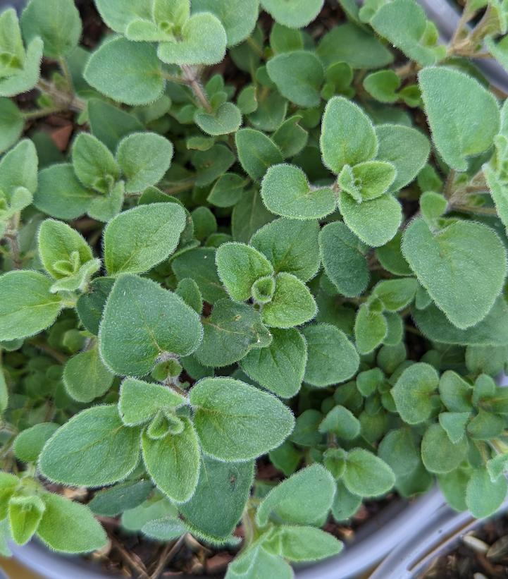 Origanum Hot & Spicy