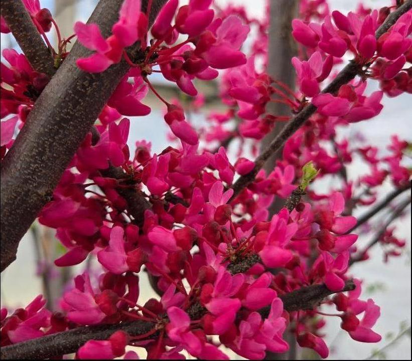Cercis canadensis Northern Lites™