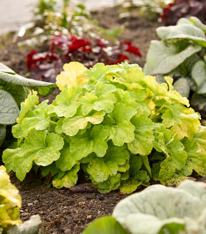 Heuchera Primo® Pistachio Ambrosia