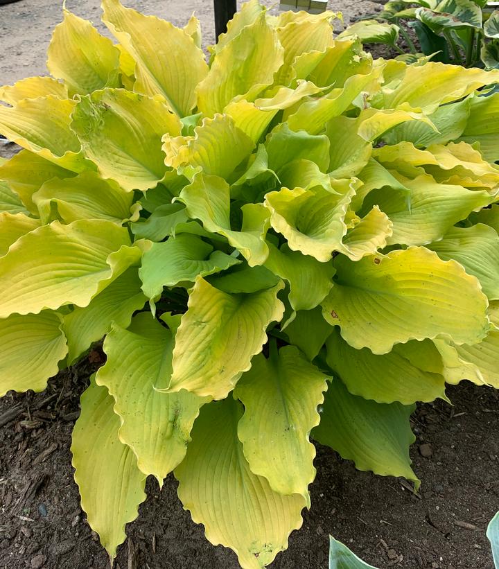 Hosta Shadowland® 'Echo the Sun'