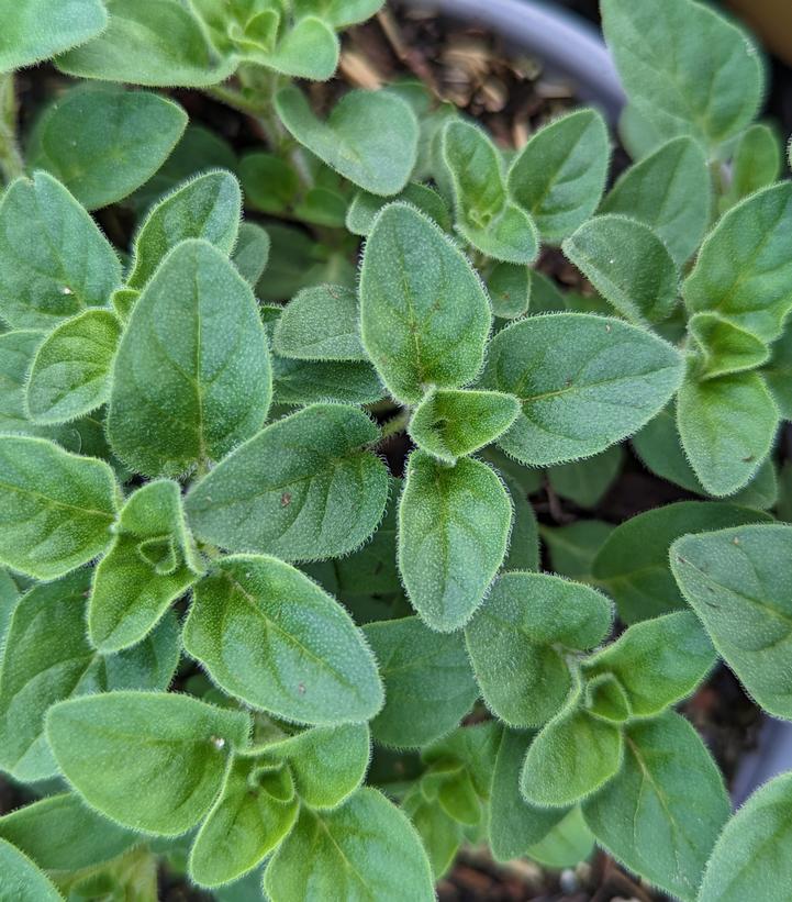 Origanum v.s. hirtum 