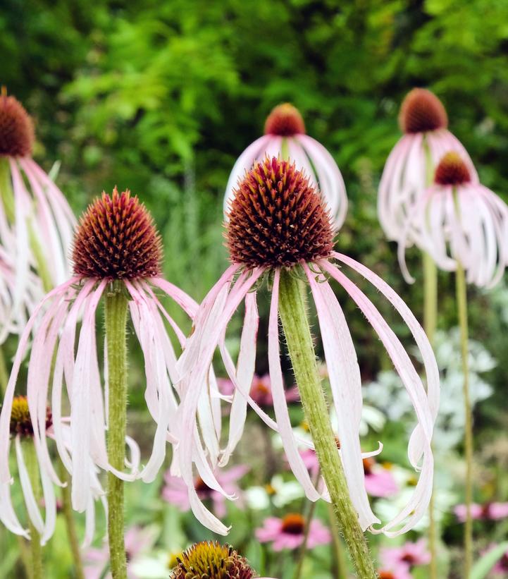 Echinacea pallida 