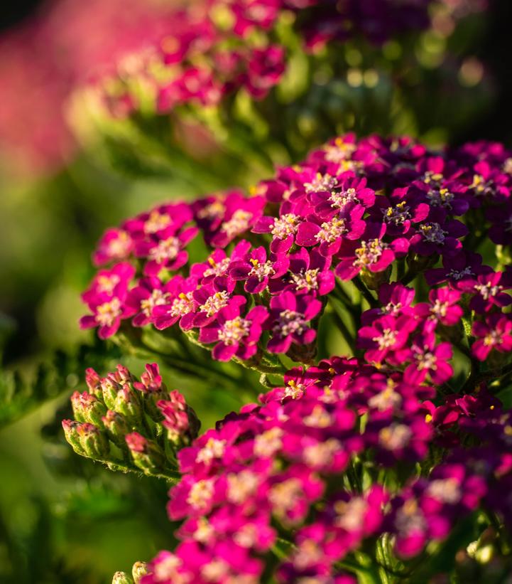 Achillea millefolium Milly Rock™ Rose