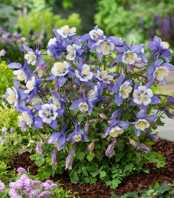 Aquilegia x Earlybird™ Blue White