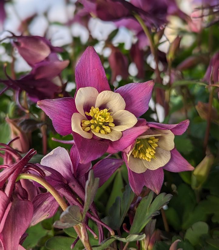 Aquilegia x Earlybird™ Purple White