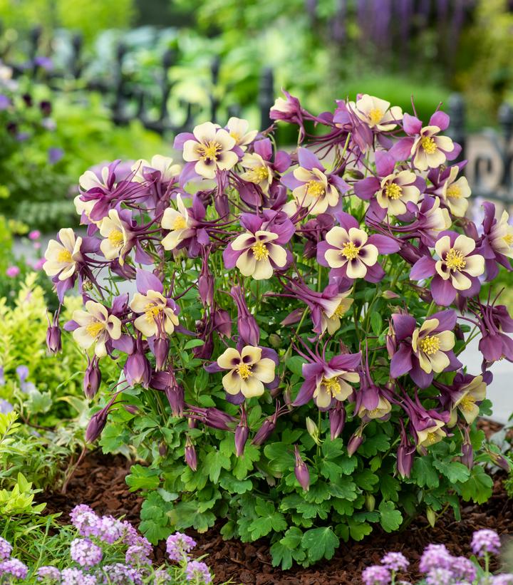 Aquilegia x Earlybird™ Purple Yellow