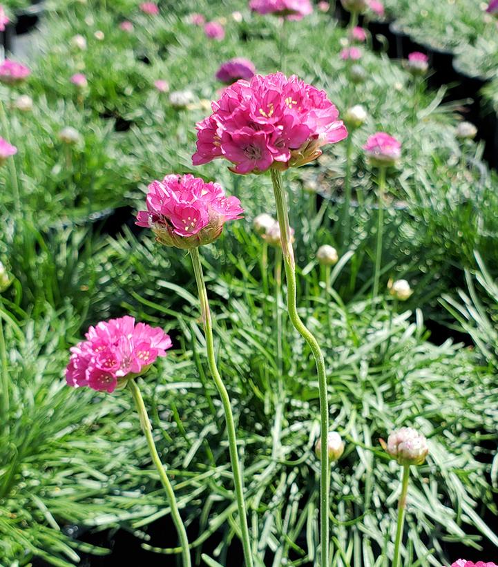 Armeria maritima 'Morning Star Deep Rose'