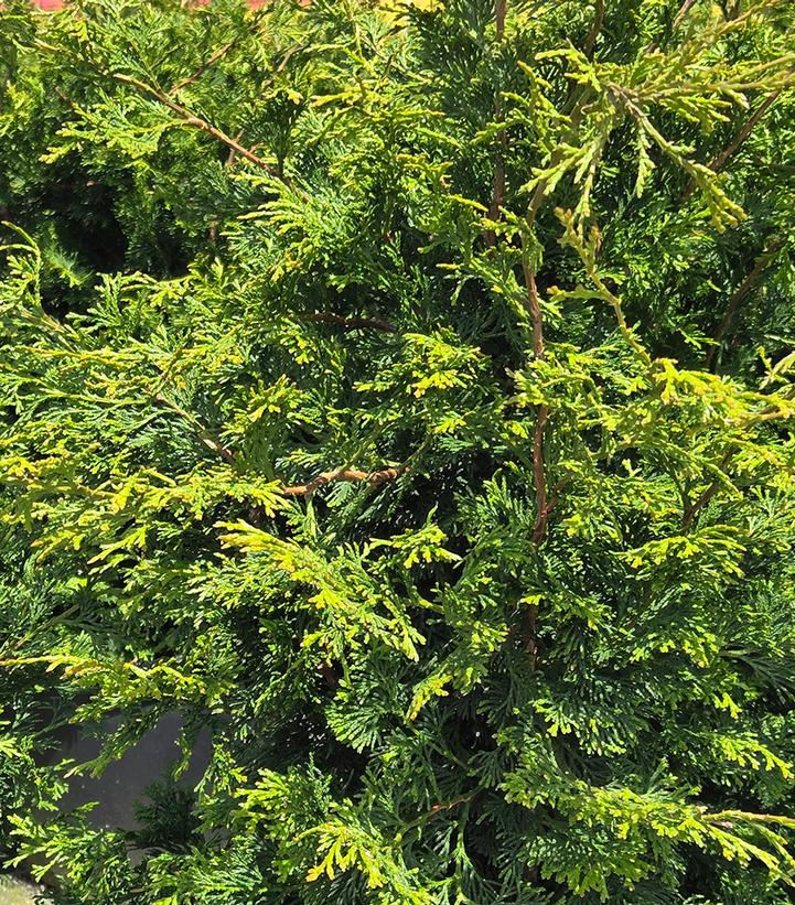 Chamaecyparis obtusa 'Wells Special'