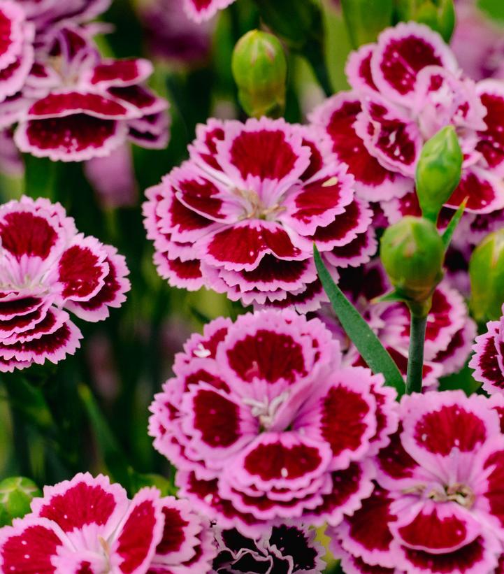 Dianthus plumarius Delilah™ Bicolor Purple