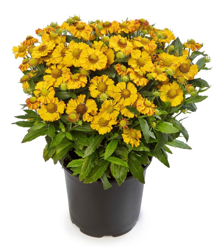 Helenium HAYDAY™ Gold Bicolor