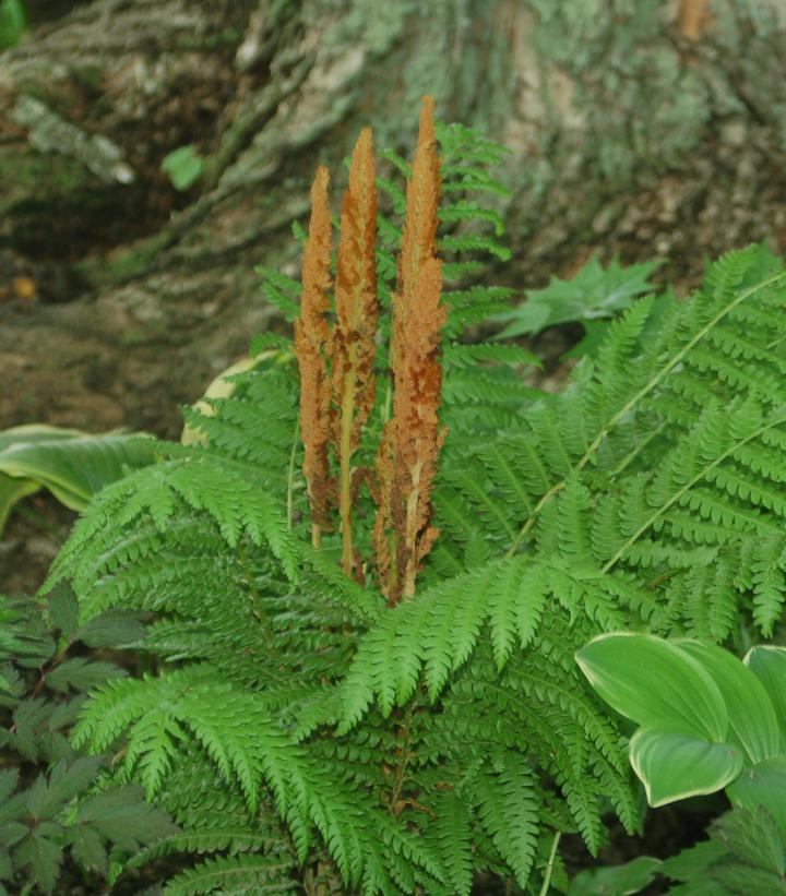 Osmunda cinnamomea 