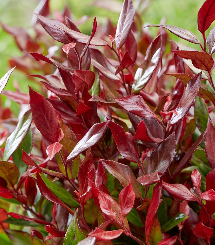 Leucothoe fontanesiana 'Leafscape™ 'Little Flames'' Leafscape™ little ...