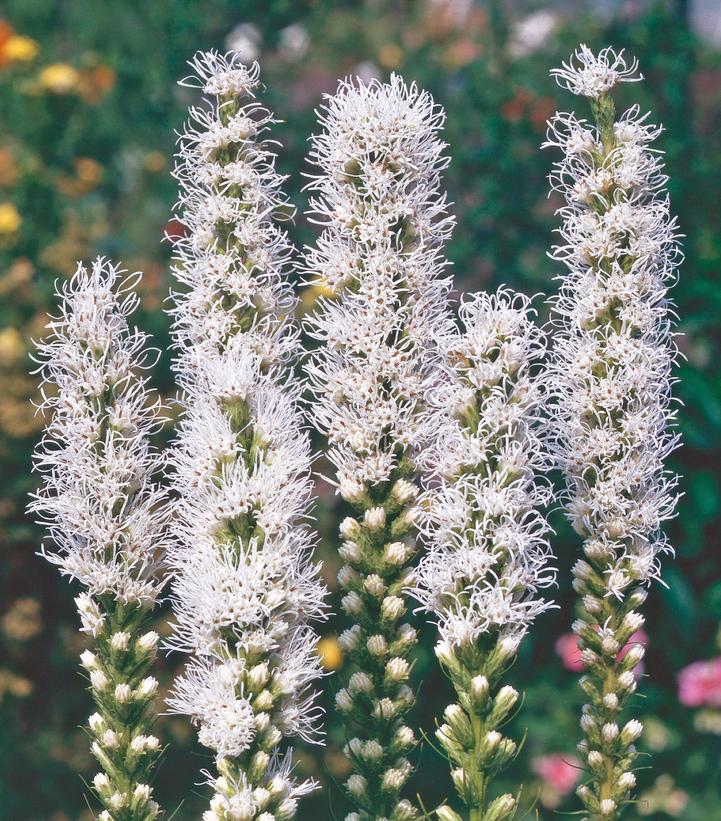 Liatris spicata 'Alba'