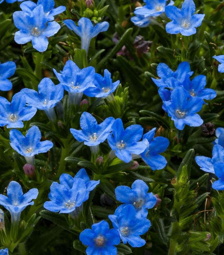 Lithodora Tidepool™ Sky Blue