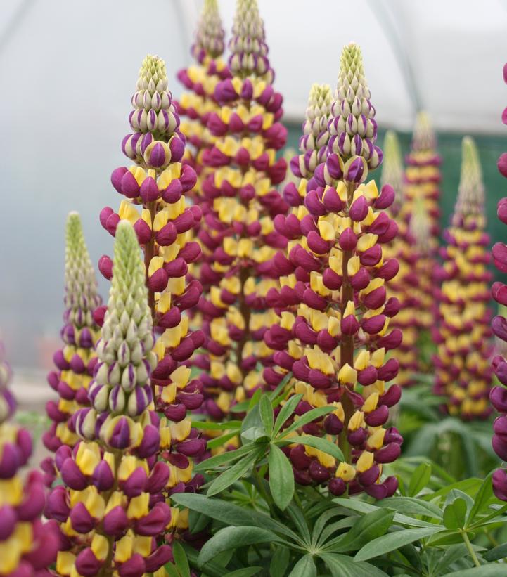 Lupinus polyphyllus Westcountry™ 'Manhattan Lights'