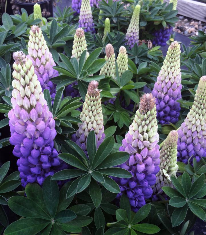 Lupinus polyphyllus Westcountry™ 'Persian Slipper'