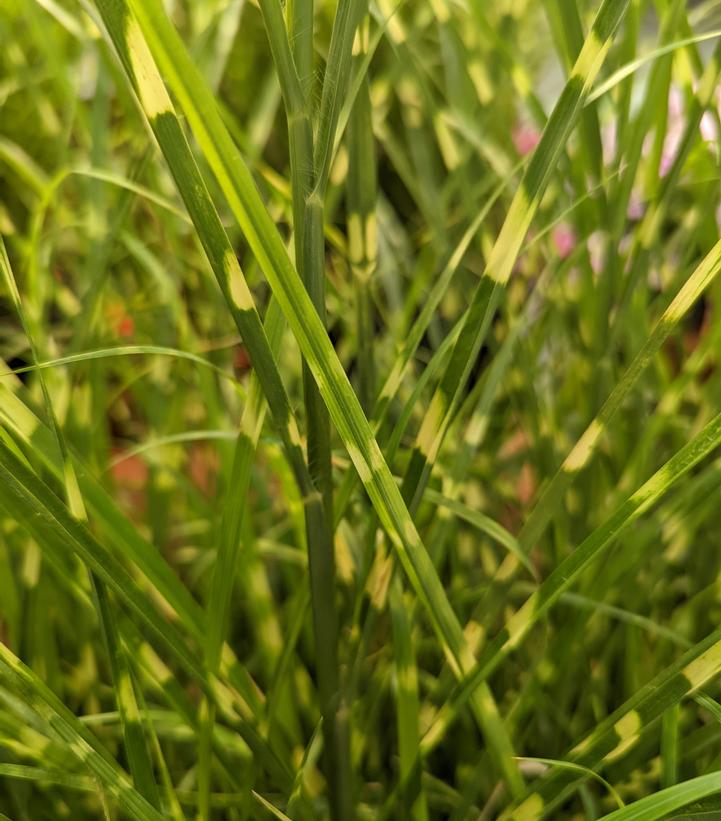 Miscanthus sinensis 