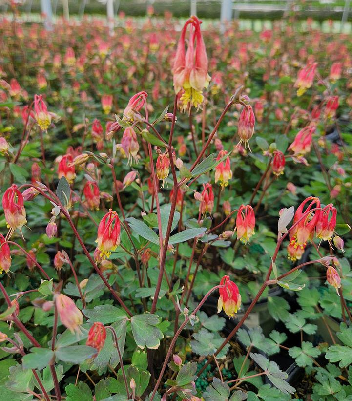 Aquilegia can. 'Little Lanterns'