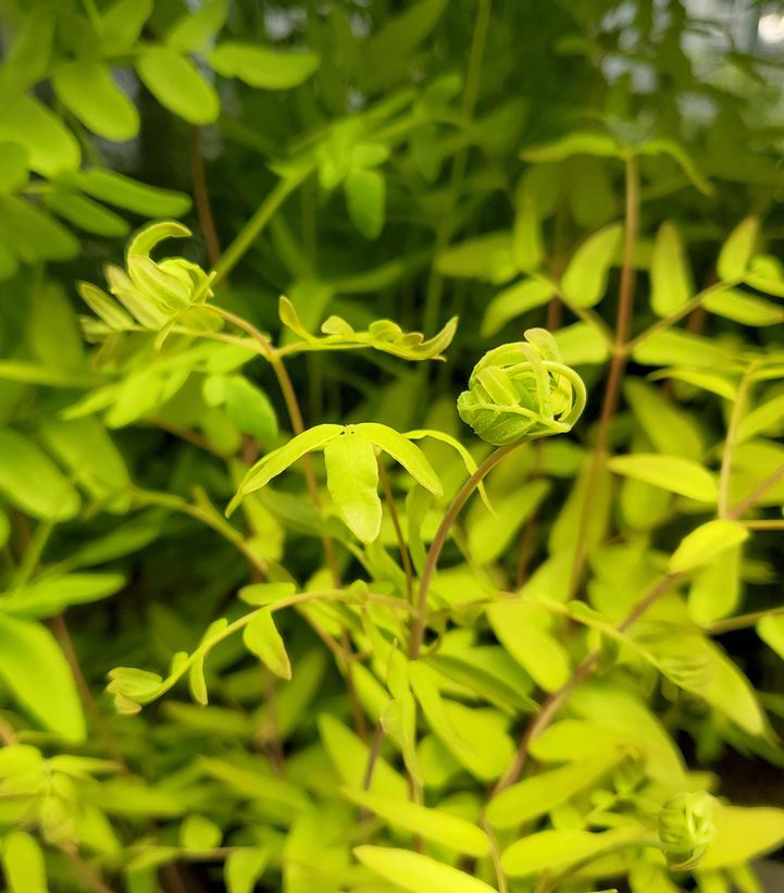 Osmunda regalis 