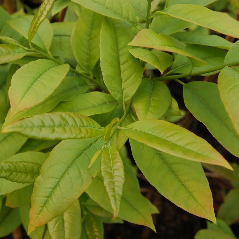 Oxydendrum arboreum 