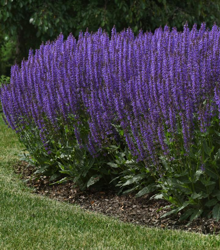 Salvia nemerosa 'Blue by You'