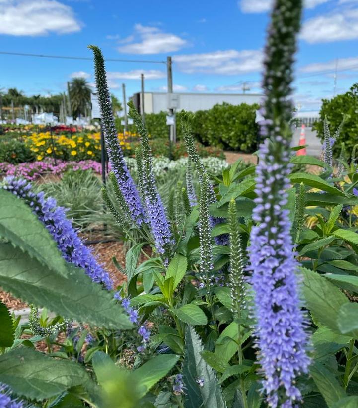 Veronica x 'Seaside'