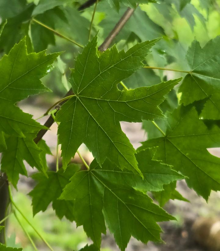 Acer rubrum 'Armstrong'