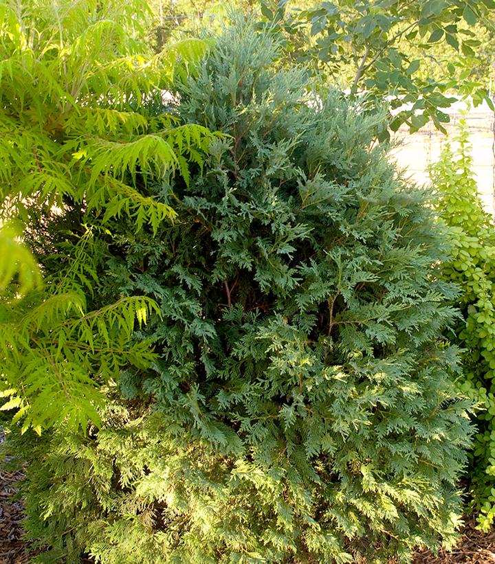 Thuja occidentalis Technito®