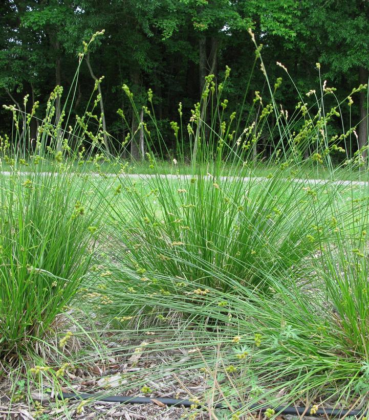 Carex bicknellii 