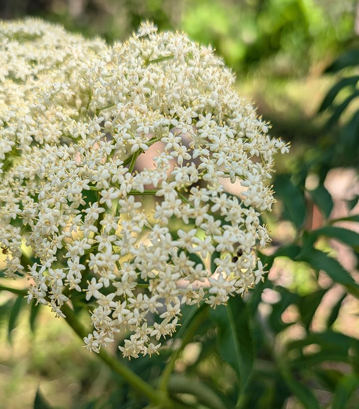 Sambucus canadensis 'Ranch'