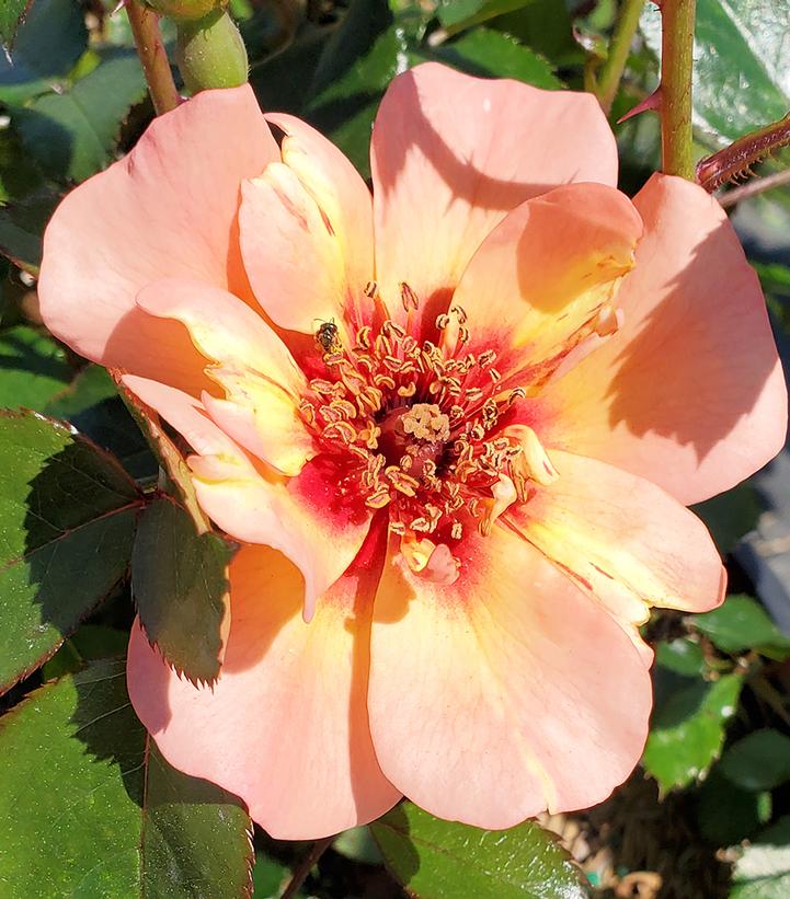 Rosa 'Flower Carpet® Peach' Flower Carpet® Peach Rose from Dietrich Gardens