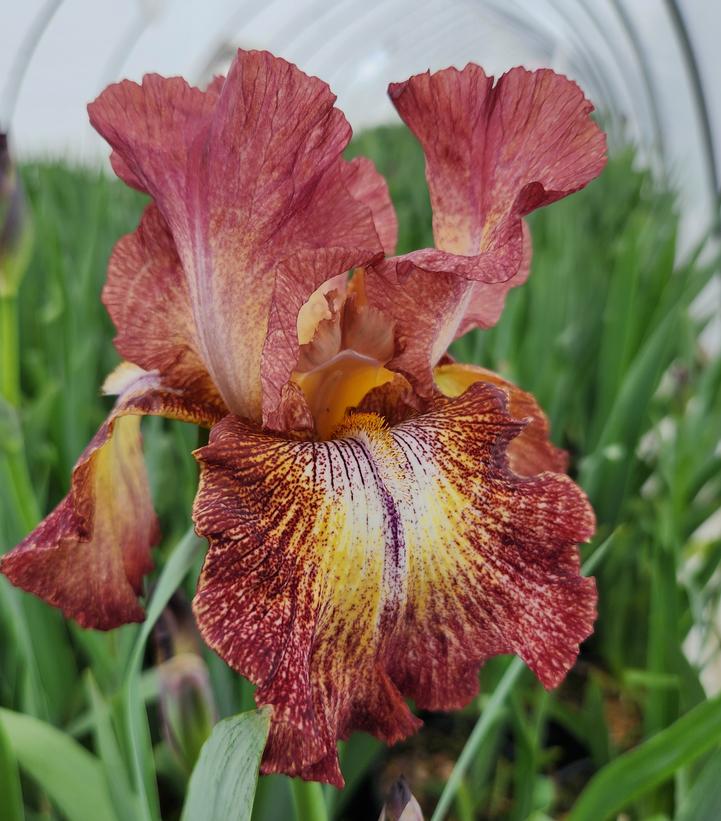 Iris germanica 'Paprika Fono'