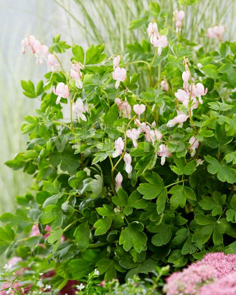 Dicentra spectabilis 'Cupid'