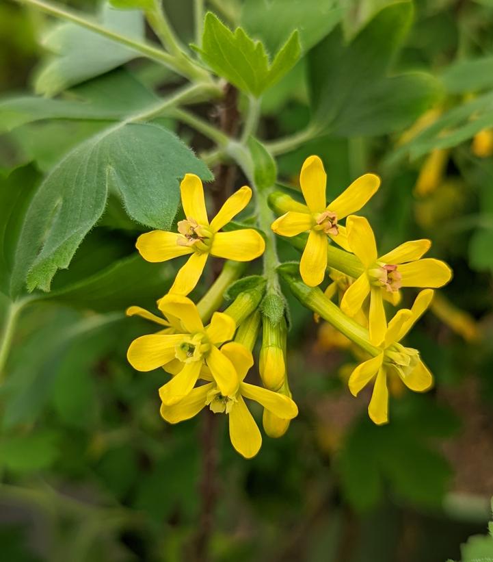 Ribes odoratum Sunny Bouquet™