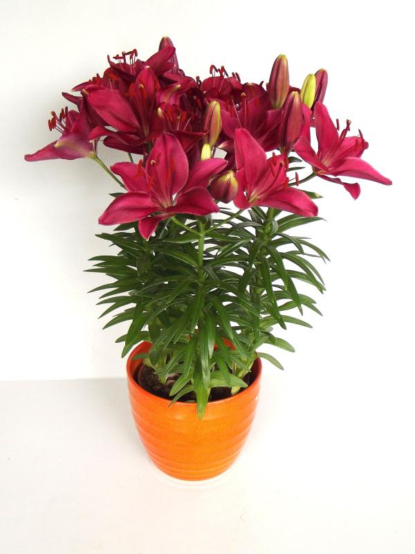 Lilium asiatic Fantasiatic Raspberry