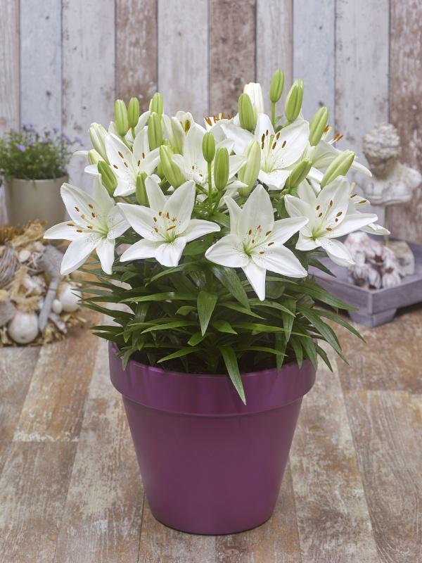 Lilium asiatic Fantasiatic White