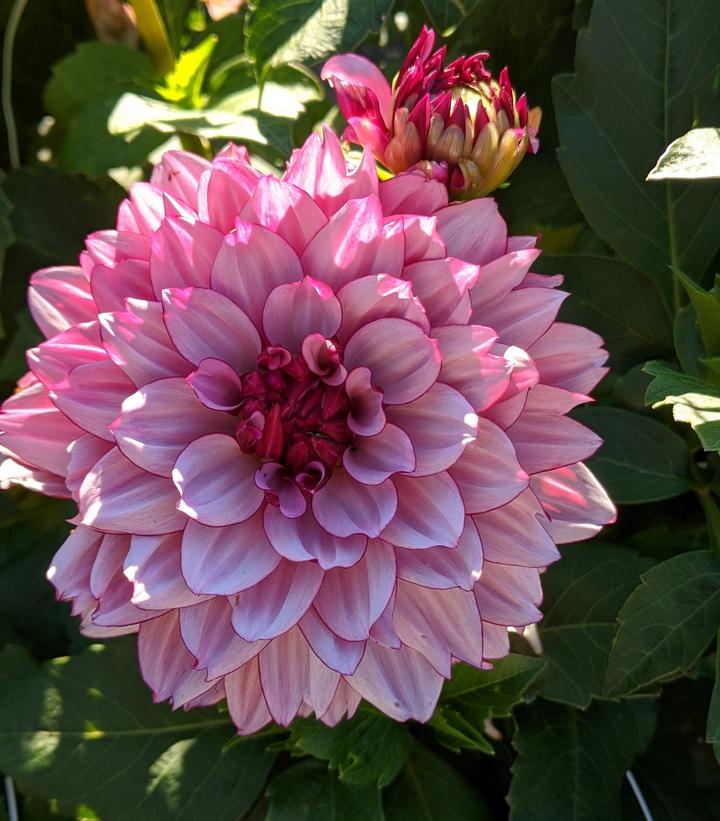 Dahlia 'Crème de Cassis'