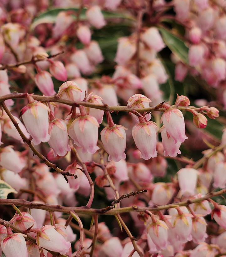 Pieris jap. Passion Party™ Pink Frost