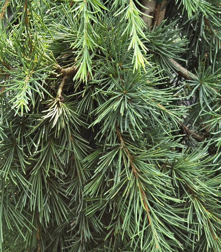 Cedrus deodara 'Feelin Blue'
