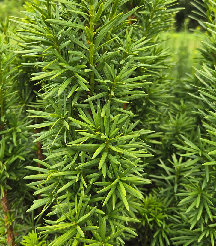 Taxus x media 'Maureen'