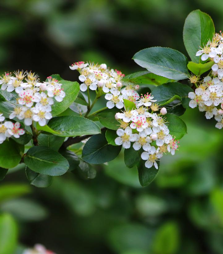 Aronia melanocarpa 