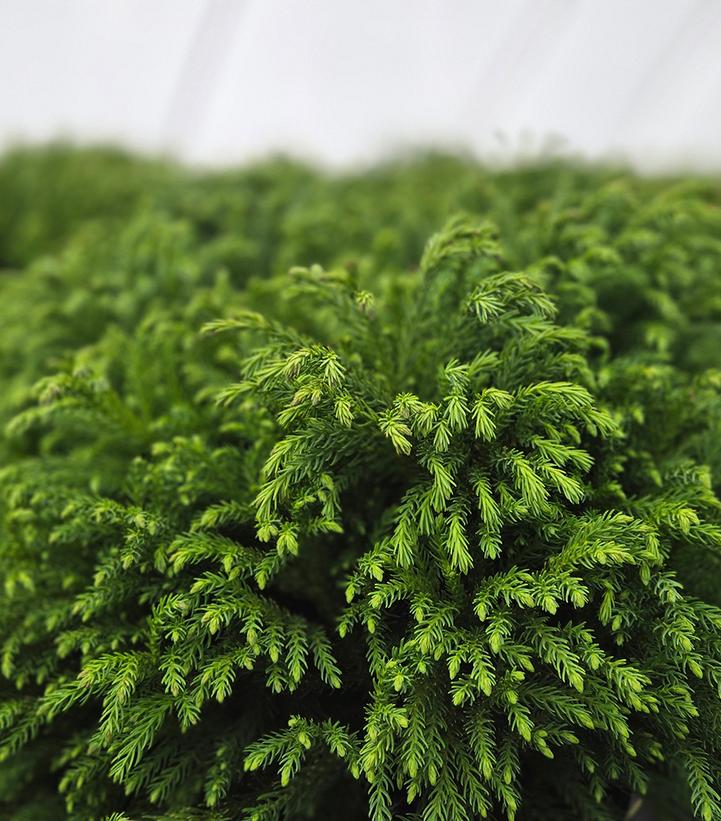 Cryptomeria japonica 'Globosa Nana'
