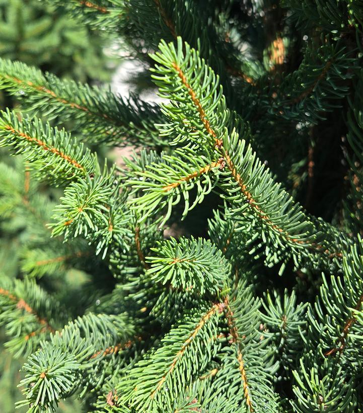 Picea abies 'Cupressina'