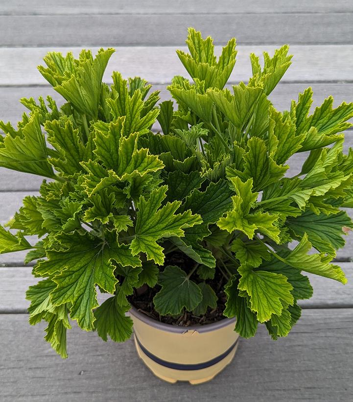 Pelargonium x 'Orange Fizz'